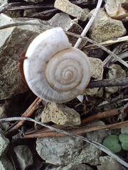 Helicella itala