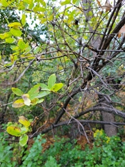 Lonicera tatarica