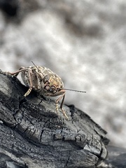 Chalcophora georgiana