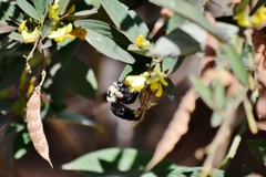 Xylocopa grisescens