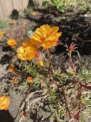 Portulaca grandiflora