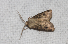 Agrotis clavis