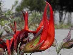 Lotus berthelotii