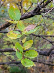 Lonicera tatarica