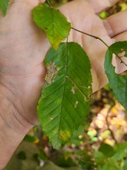 Stigmella betulicola