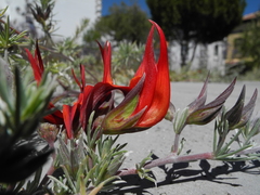 Lotus berthelotii