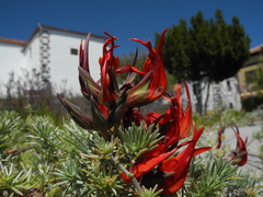 Lotus berthelotii