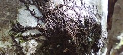 Frullania eboracensis