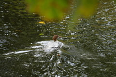 Mergus merganser merganser