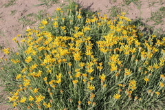 Senecio montevidensis