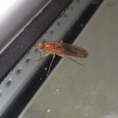 Heleomyzidae