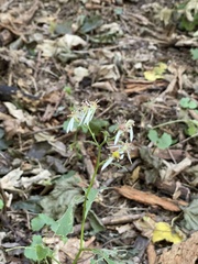 Eurybia