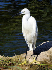 Egretta garzetta