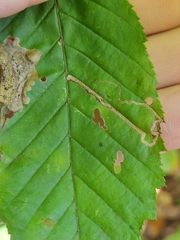 Stigmella betulicola