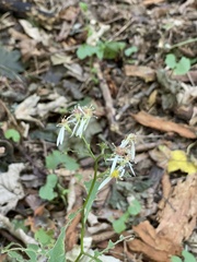 Eurybia