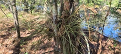 Tillandsia bartramii
