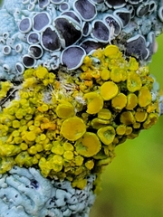 Teloschistes chrysophthalmus