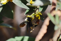 Xylocopa grisescens