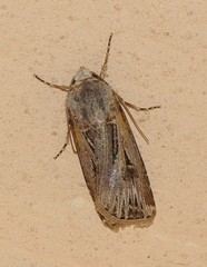 Agrotis spinifera