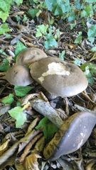 Leccinum scabrum