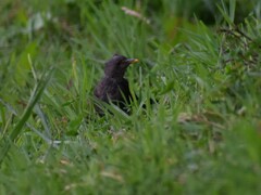Turdus merula azorensis