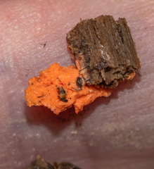 Tulasnella aurantiaca