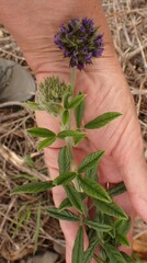 Psoralea sericea