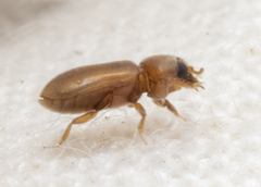 Tropicus pusillus