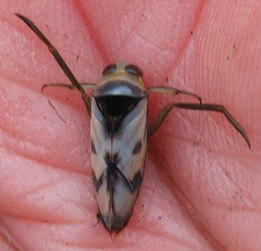 Notonecta undulata