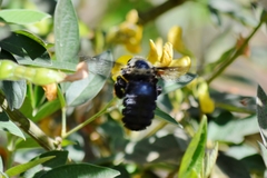 Xylocopa grisescens