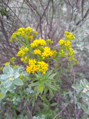 Gymnosperma glutinosum