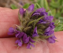 Psoralea sericea
