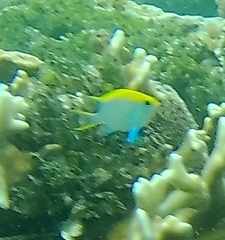 Neoglyphidodon melas