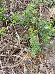 Psoralea sericea