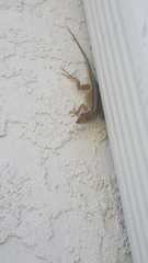 Anolis sagrei