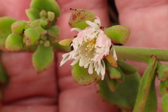 Mesembryanthemum aitonis