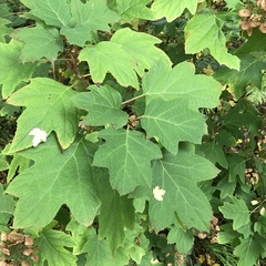 Hydrangea quercifolia