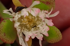 Mesembryanthemum aitonis