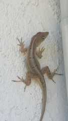 Anolis sagrei