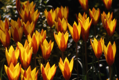 Tulipa clusiana