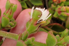 Mesembryanthemum aitonis