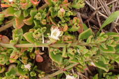 Mesembryanthemum aitonis