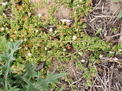 Mesembryanthemum aitonis