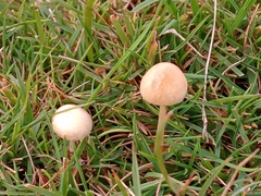 Conocybe apala