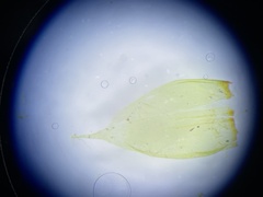 Hylocomium splendens