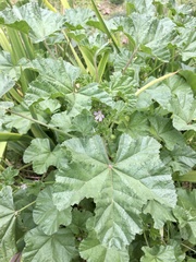 Malva parviflora