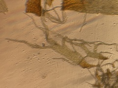 Hylocomium splendens