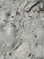 Plestiodon reynoldsi