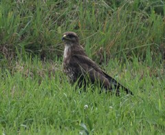 Buteo buteo rothschildi