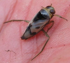 Notonecta undulata